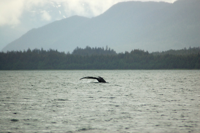 Alaska Cruise / Whale Watching