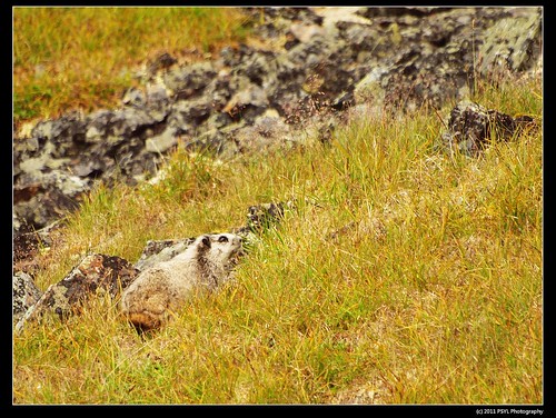 Hoary marmot (Marmota caligata)