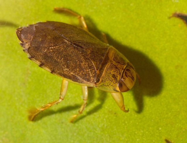saucer bug on leaf edited