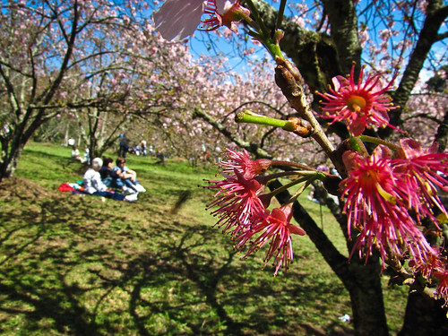 Festa das Cerejeiras em flor by kassá