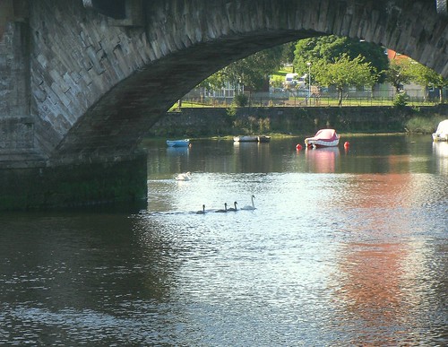  Swans in River Leven, Dumbarton