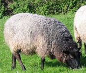 gotland sheep