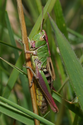 Pimp My Grasshopper by julian sawyer