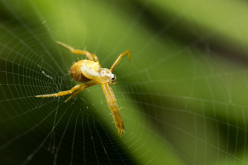 Yellow Orb Weaver Spider