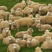 Ovelhas superam em mais de 15x a populacao da NZ