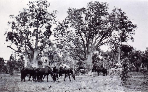 1921 En route from Argyle to Ivanhoe showing baobab trees, conveyances, pack horses and spare horses - KHS-2011-15-16-P2-D