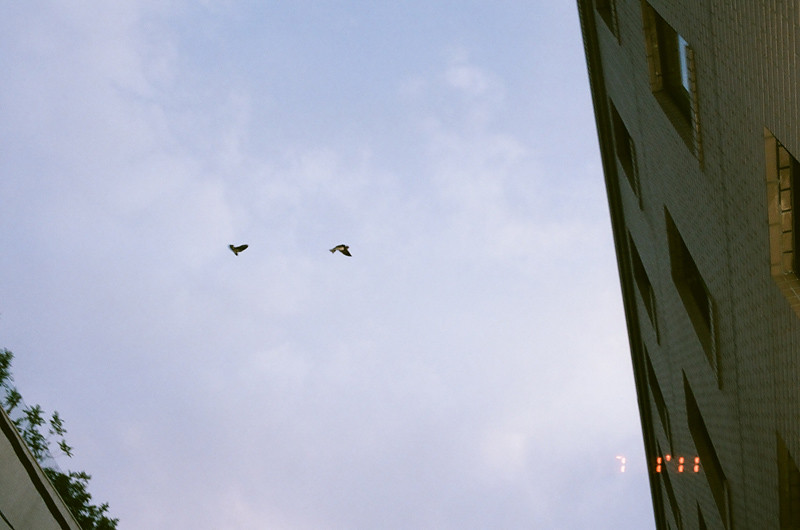 Swallows (2 of 5)