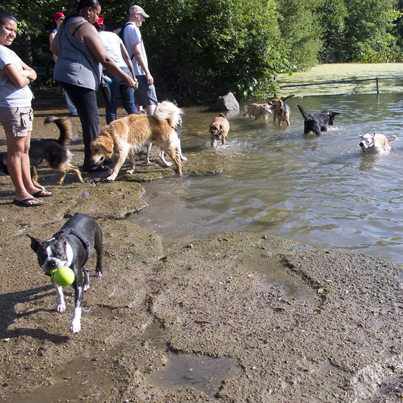 At the Dog Pond, Prospect Park