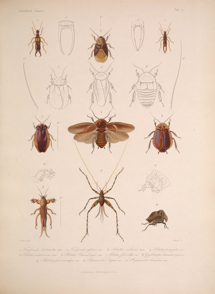 natural history illustration from  Cuba 1838-1857 h