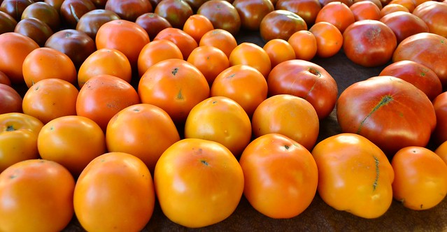 SOJ Tomato Variety