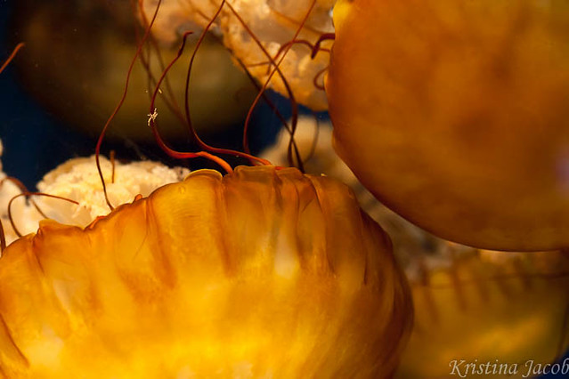 Jellyfish detail