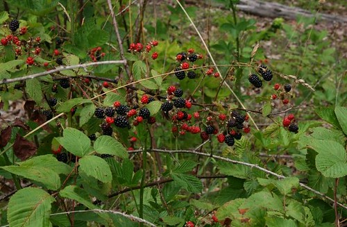 Blackberries2July2011