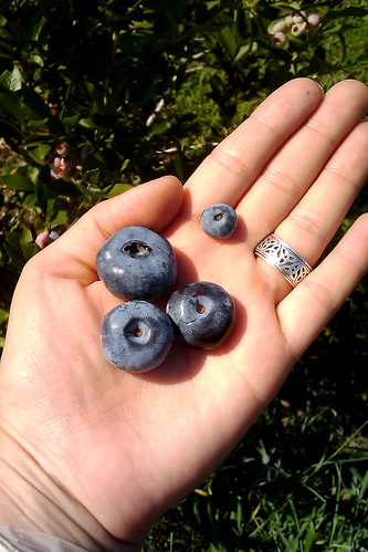 Blueberries 201101
