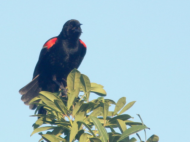 Red-winged Blackbird 20110721