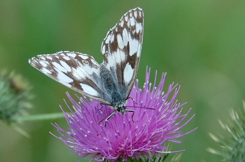 butterly marbled white