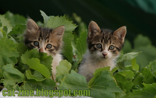 Curious Kittens Watching the Photographer