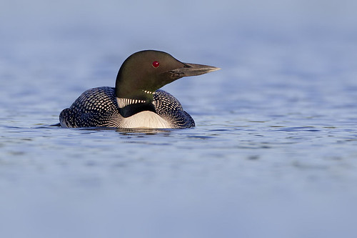 Common Loon in Profile by Jeff Dyck