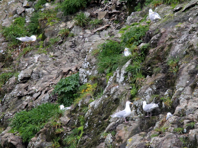 Glacous-winged Gulls nesting 20110625
