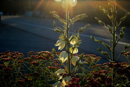 Yucca Blooming at Sunset by Sandee4242