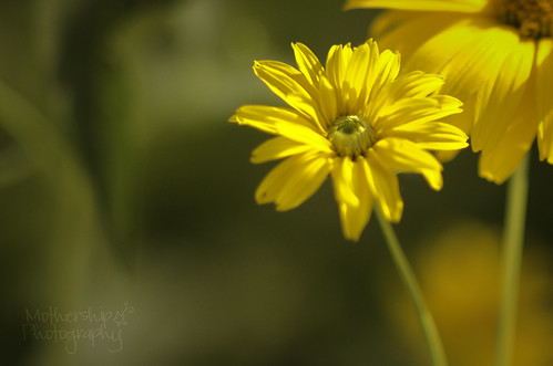 217:365 yellow daisy