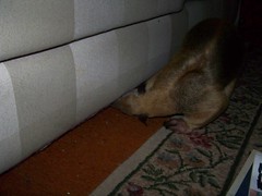Aurora checking under the couch