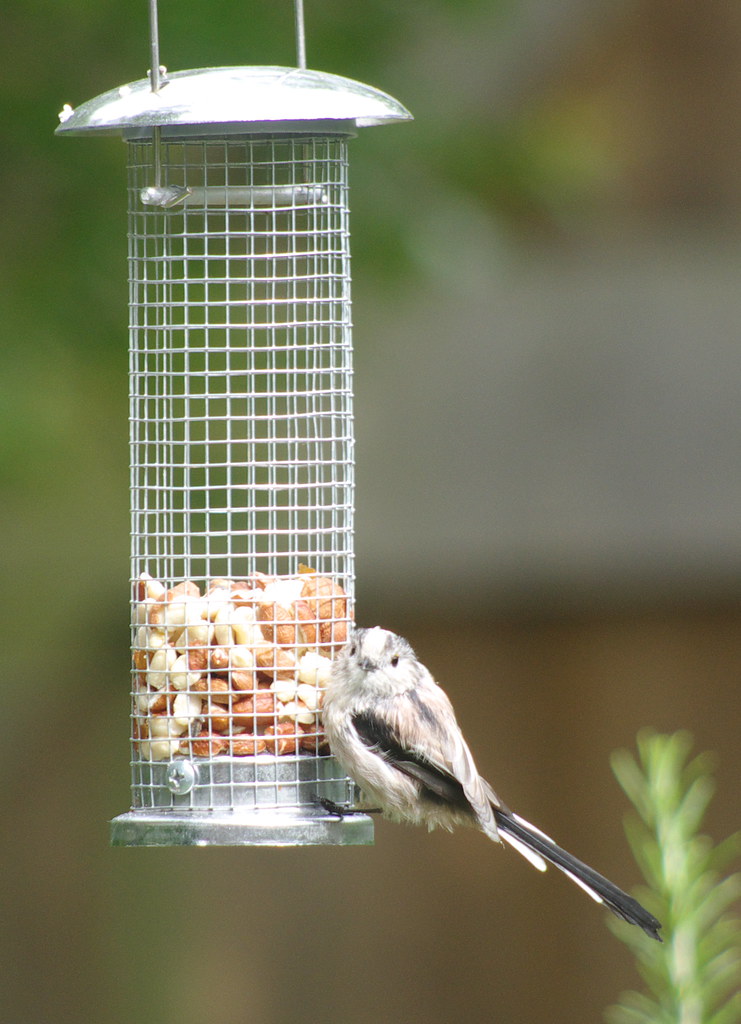 Long Tailed Tits 10