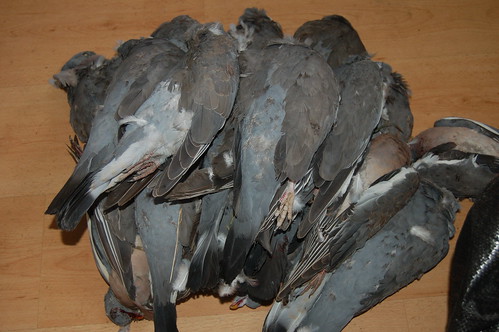 wood pigeons Aug 11 2