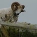 Curly Horned Sheep