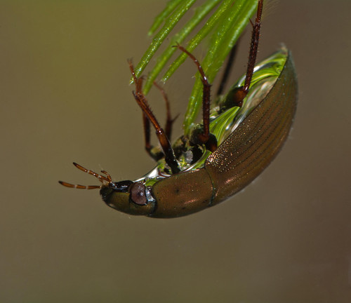 Hydrobius fuscipes - a scavenger water beetle best edited