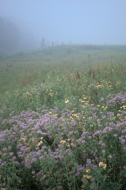 Cliff Cave County Park, in Mehlville, Missouri, USA - wildflower meadow in fog