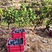 grape harvest priroat spain 2011 14
