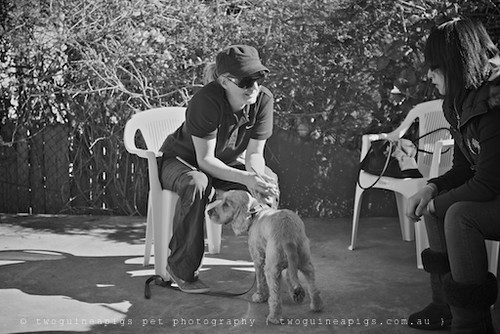 Amy in consultation,  twoguineapigs pet photography at Dogue's Winter Sale 2011 in Manly