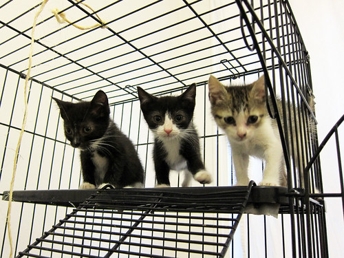 Kittens in cage