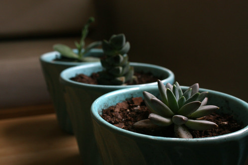 Succulents in Vintage Blue Pots by LethaColleen