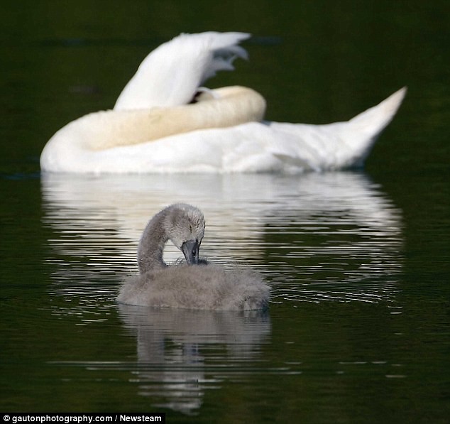 Swanning around on the river  Intimate photos show the Queen’s birds looking after their young cygnets     3