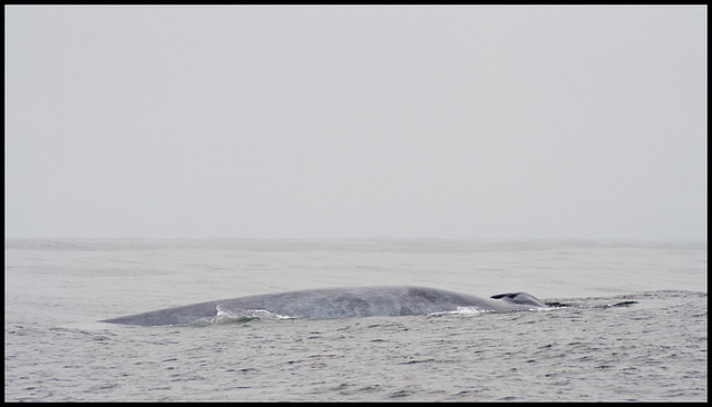 Blue Whale Alpha7 7-8-2011