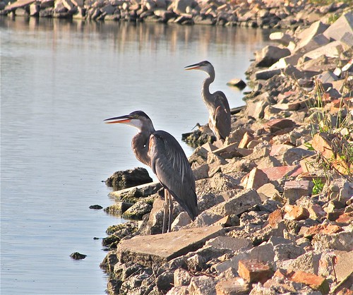 Great Blue Heron with Short-billed Dowitcher 06