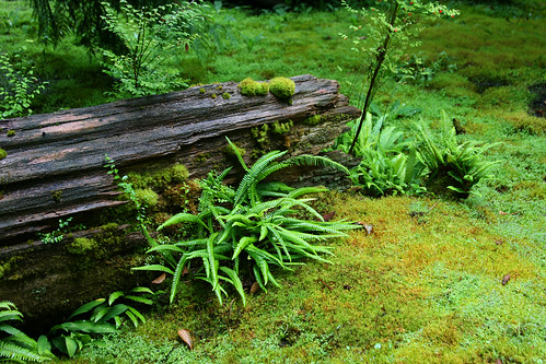 mossy composition