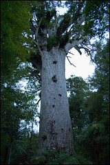 The Waipoua Forest, Tane Mahuta (Lord of the forest) the largest Kauri tree in New Zealand