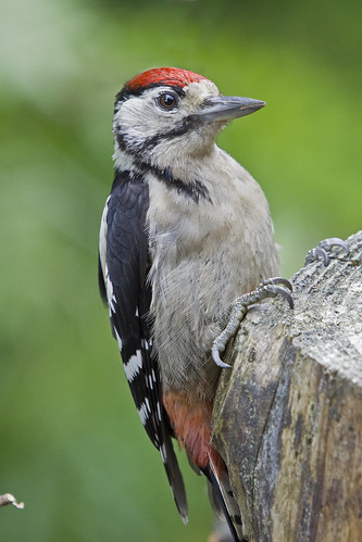 Woodpecker by arthurpolly