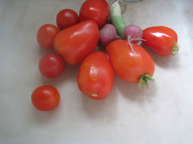 first tomato harvest
