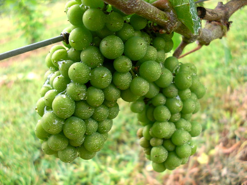 BK grapes