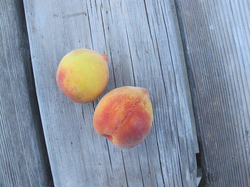peaches from our tree