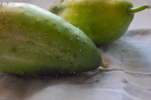 pickle cucumber organic garden