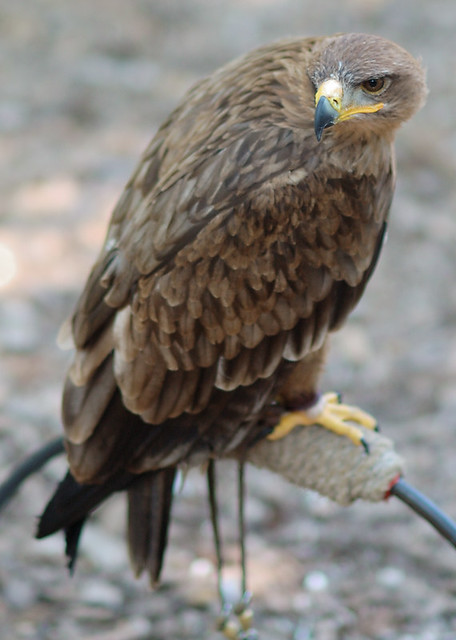 Hawk at Bird Sanctuary