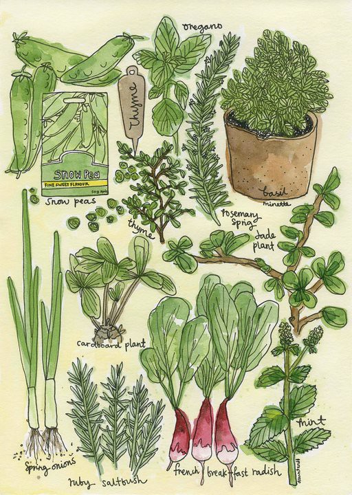 Herbs and greens