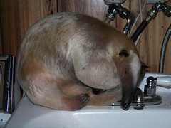 Pua sleeping on the sink