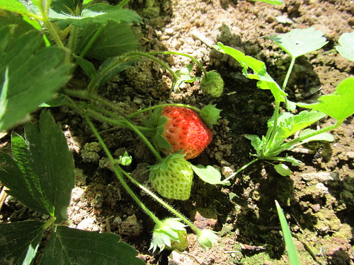 fall strawberries