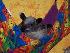 Ori in the little hammock