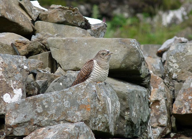 24522 - Cuckoo, Isle of Mull